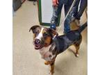 Adopt Rizzo a Black Australian Shepherd / Mixed dog in Anderson, IN (37387166)