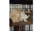 Adopt PETTICOAT a Siamese (short coat) cat in Calimesa, CA (37490014)