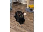 Adopt Annie a All Black Oriental (short coat) cat in Winter Haven, FL (37389024)