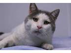 Adopt Buford a Gray or Blue Domestic Shorthair / Domestic Shorthair / Mixed cat