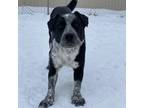 Adopt Austin a Black Cattle Dog / Mixed dog in Wadena, MN (37389666)