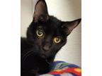 Adopt Cynder a Black (Mostly) Domestic Shorthair (short coat) cat in Grayslake