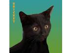 Adopt Kricket a Black (Mostly) Domestic Shorthair (short coat) cat in Alamo