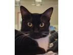 Adopt Michelle a Black & White or Tuxedo Domestic Shorthair (short coat) cat in