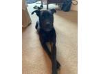 Adopt Luke a Black Pit Bull Terrier / Mixed dog in Dallas, TX (37391485)