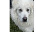 Adopt Skittles a White Great Pyrenees / Mixed dog in Granite Bay, CA (37391625)