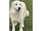 Adopt Caesar a White Great Pyrenees / Mixed dog in Granite Bay, CA (37391644)