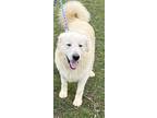 Adopt Cleopatra a White Great Pyrenees / Mixed dog in Granite Bay, CA (37391654)