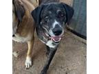 Adopt Dalilah a Black Labrador Retriever / Great Dane / Mixed dog in