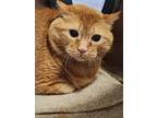 Adopt Garfield a Orange or Red Domestic Shorthair / Domestic Shorthair / Mixed