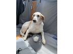 Adopt Lady a White - with Tan, Yellow or Fawn Coonhound (Unknown Type) / Beagle