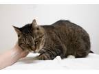 Adopt Eli a Tiger Striped Domestic Shorthair (short coat) cat in Montclair