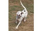 Adopt Tyson a White - with Brown or Chocolate Pit Bull Terrier / Hound (Unknown