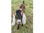 Adopt Sven a Goat farm-type animal in Kerhonkson, NY (37395296)