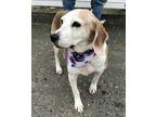 Adopt Maisie Milford a Tricolor (Tan/Brown & Black & White) Beagle / Mixed dog