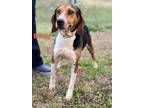 Adopt Betty Onslow a Tricolor (Tan/Brown & Black & White) Beagle / Mixed dog in