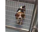 Adopt Twister Suffolk a Tricolor (Tan/Brown & Black & White) Beagle / Mixed dog