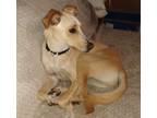 Adopt Kona a Tan/Yellow/Fawn Canaan Dog / Mixed Breed (Medium) / Mixed dog in
