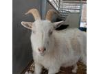 Adopt Milli a Goat farm-type animal in Kanab, UT (35049213)