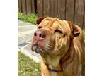 Adopt Amberly a Tan/Yellow/Fawn Shar Pei dog in Jackson, GA (37480135)