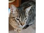 Adopt CROOK a Domestic Shorthair (short coat) cat in Calimesa, CA (37505198)