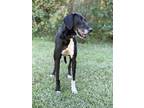 Adopt Fayette + a Black Great Dane / Hound (Unknown Type) / Mixed dog in