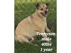 Adopt Tennyson a Tan/Yellow/Fawn Mixed Breed (Small) / Mixed dog in Sun Prairie