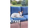 Adopt Crest a White - with Red, Golden, Orange or Chestnut Mixed Breed (Medium)