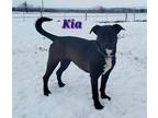 Adopt Kia a Black - with White Mixed Breed (Medium) / Mixed dog in Sun Prairie