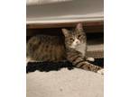 Adopt Big Bern a Domestic Shorthair cat in New York, NY (37415438)
