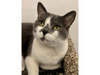 Adopt Sammy a Gray or Blue Domestic Shorthair / Domestic Shorthair / Mixed cat