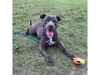 Adopt Ivorra a Gray/Silver/Salt & Pepper - with Black Pit Bull Terrier / Mixed