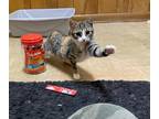 Adopt Saia a Calico or Dilute Calico Calico (short coat) cat in Birmingham