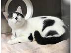 Adopt Averie a All Black Domestic Shorthair / Domestic Shorthair / Mixed cat in