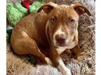 Adopt Daisy a Red/Golden/Orange/Chestnut American Pit Bull Terrier / Mixed dog