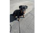 Adopt Skylar a Black Rottweiler / Mixed dog in Philadelphia, PA (37624670)
