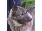Adopt Ivan a White - with Black Norwegian Elkhound / Mixed dog in Frederick