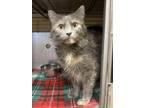 Adopt Chika a Gray or Blue Domestic Mediumhair / Domestic Shorthair / Mixed cat