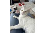 Adopt Elsa a White American Shorthair / Domestic Shorthair / Mixed (short coat)