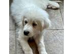 Adopt Aries a White - with Tan, Yellow or Fawn Great Pyrenees / Mixed dog in