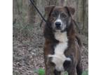 Adopt Zooka a Brindle Mixed Breed (Large) / Mixed dog in Monroeville