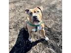 Adopt Cali a Tan/Yellow/Fawn Pit Bull Terrier / Mixed dog in Middletown