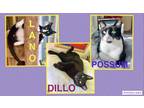 Adopt Dillo, Lano & Possum a Black & White or Tuxedo Domestic Shorthair (short