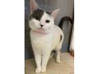 Adopt Blair a Domestic Shorthair / Mixed (short coat) cat in Lemoore