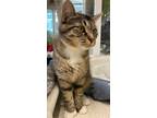 Adopt RAIN a Domestic Shorthair / Mixed (short coat) cat in Lemoore