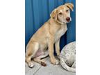 Adopt Ezra a Labrador Retriever / Australian Cattle Dog dog in Oklahoma City
