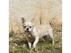 French Bulldog Puppy for sale in Vista, CA, USA