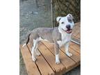 Adopt North a Staffordshire Bull Terrier, Mixed Breed