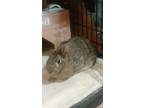 Adopt Tilda a Bunny Rabbit