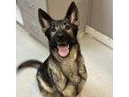 Adopt Valentina a German Shepherd Dog